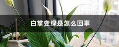 白掌变绿是怎么回事