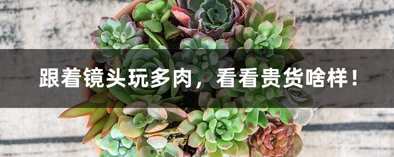 跟着镜头玩多肉,看看贵货啥样! 跟着镜头玩多肉,看看贵货啥样!