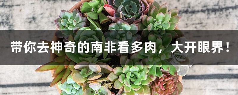 带你去神奇的南非看多肉,大开眼界! 带你去神奇的南非看多肉,大开眼界!