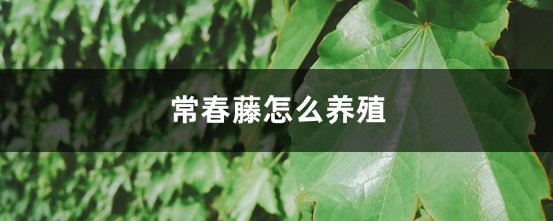 常春藤怎么养殖 常春藤怎么养殖