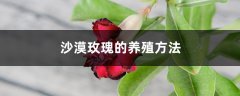 沙漠玫瑰的养殖方法