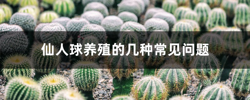 仙人球养殖的几种常见问题 仙人球养殖的几种常见问题