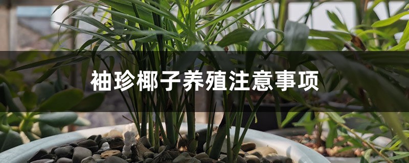 袖珍椰子养殖注意事项 袖珍椰子养殖注意事项