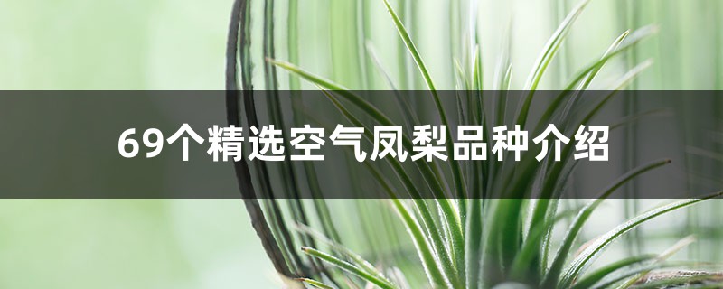69个精选空气凤梨品种介绍 69个精选空气凤梨品种介绍