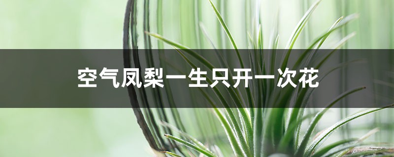空气凤梨一生只开一次花 空气凤梨一生只开一次花
