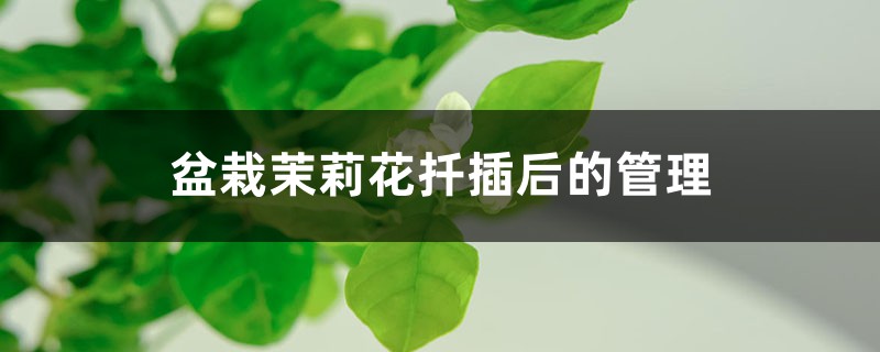盆栽茉莉花扦插后的管理 盆栽茉莉花扦插后的管理