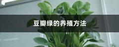 豆瓣绿的养殖方法