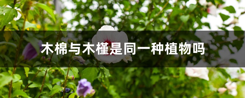 木棉与木槿是同一种植物吗 木棉与木槿是同一种植物吗