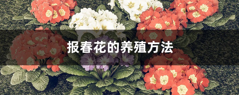 报春花的养殖方法