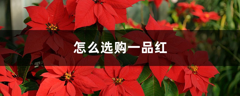 怎么选购一品红 怎么选购一品红
