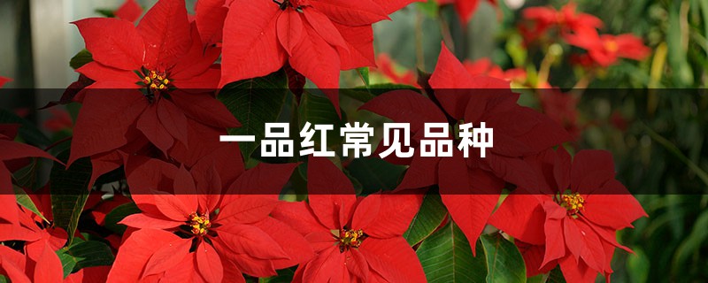一品红常见品种 一品红常见品种