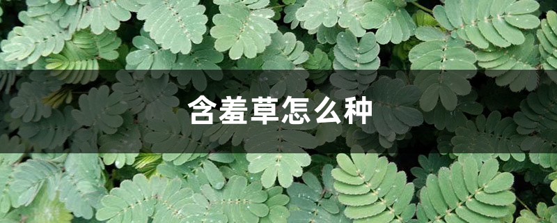 含羞草怎么种