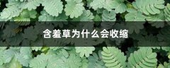 含羞草为什么会收缩