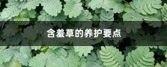 含羞草的养护要点