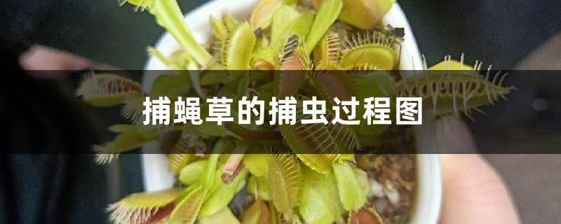 捕蝇草的捕虫过程图 捕蝇草的捕虫过程图