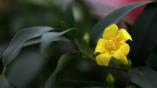 法国香水花怎么养 法国香水花怎么养
