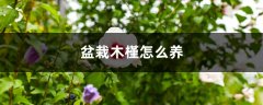 盆栽木槿怎么养