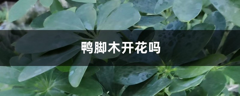 鸭脚木开花吗