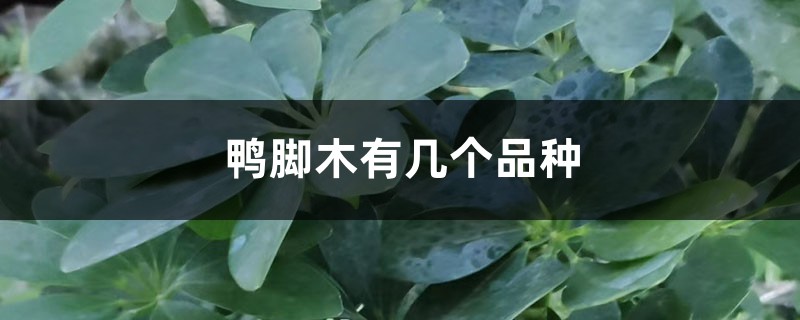 鸭脚木有几个品种 鸭脚木有几个品种