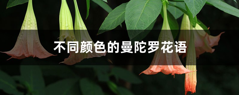 不同颜色的曼陀罗花语 不同颜色的曼陀罗花语