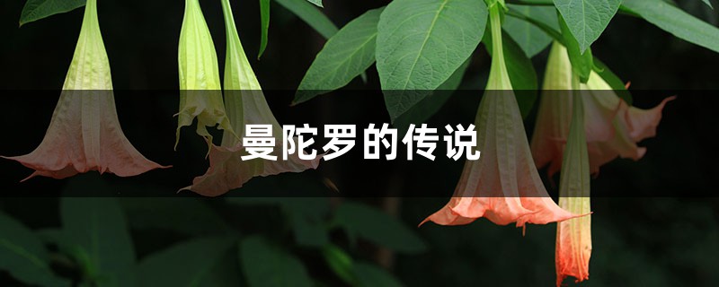 曼陀罗的传说 曼陀罗的传说