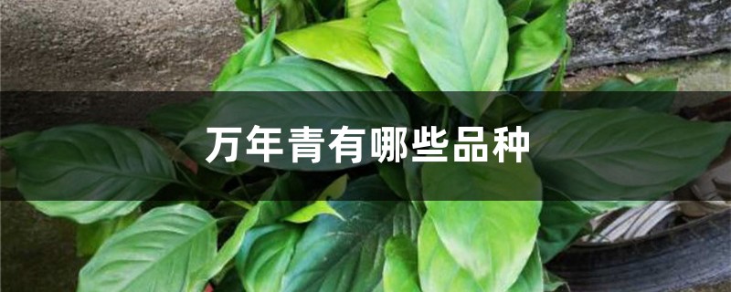 万年青有哪些品种 万年青有哪些品种