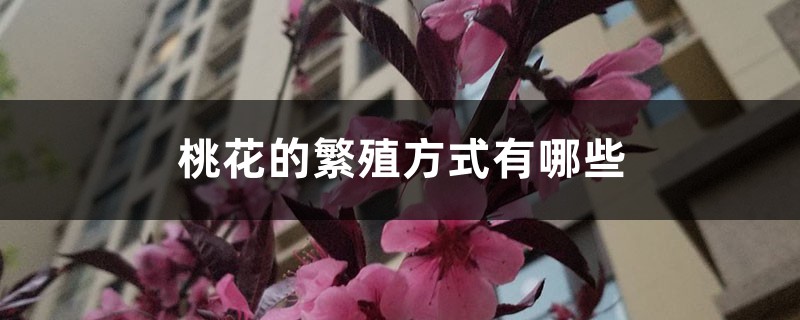 桃花的繁殖方式有哪些 桃花的繁殖方式有哪些
