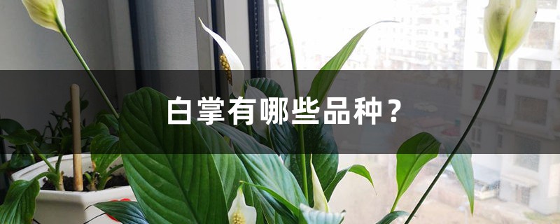 白掌有哪些品种? 白掌有哪些品种?