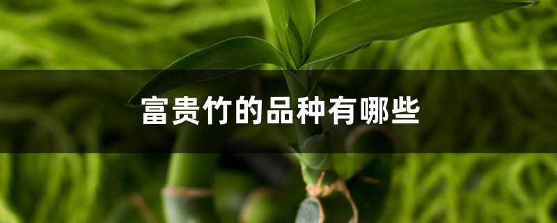 富贵竹的品种有哪些 富贵竹的品种有哪些
