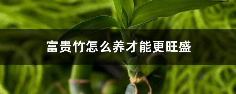 富贵竹怎么养才能更旺盛