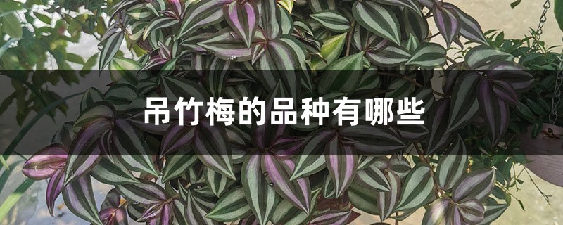 吊竹梅的品种有哪些 吊竹梅的品种有哪些