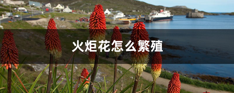 火炬花怎么繁殖 火炬花怎么繁殖