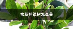 盆栽摇钱树怎么养