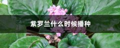 紫罗兰什么时候播种