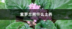 紫罗兰用什么土养