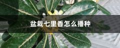 盆栽七里香怎么播种