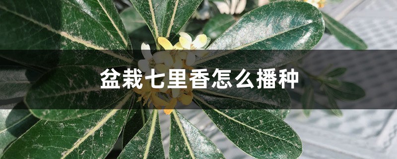 盆栽七里香怎么播种 盆栽七里香怎么播种
