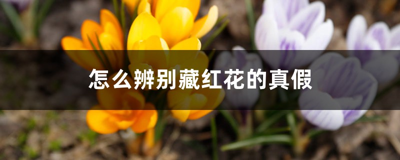 怎么辨别藏红花的真假 怎么辨别藏红花的真假