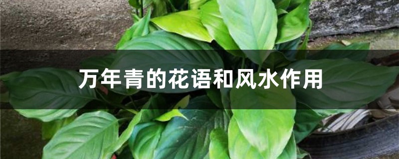 万年青的花语和风水作用 万年青的花语和风水作用