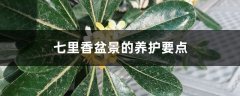 七里香盆景的养护要点