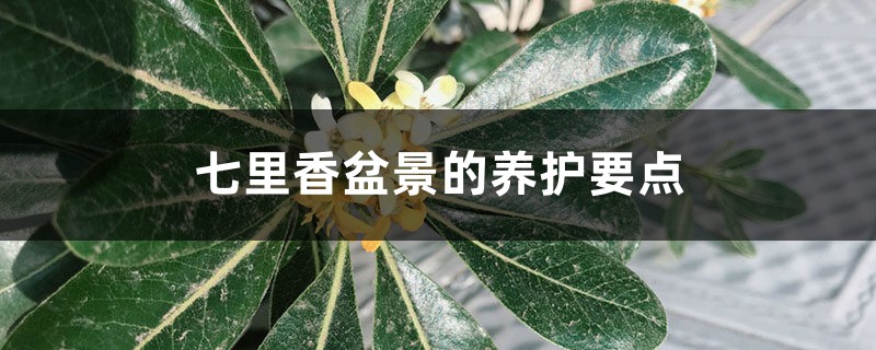 七里香盆景的养护要点 七里香盆景的养护要点