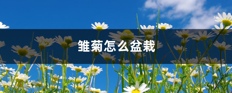 雏菊怎么盆栽 雏菊怎么盆栽