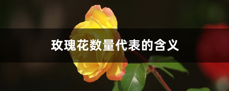 玫瑰花数量代表的含义