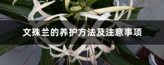 文殊兰的养护方法及注意事项