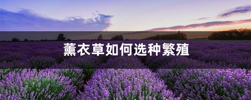 薰衣草如何选种繁殖 薰衣草如何选种繁殖