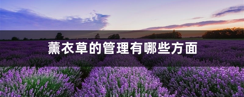 薰衣草的管理有哪些方面 薰衣草的管理有哪些方面