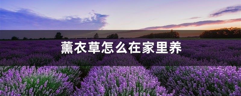 薰衣草怎么在家里养 薰衣草怎么在家里养