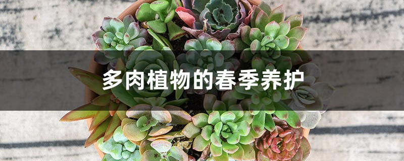 多肉植物的春季养护 多肉植物的春季养护