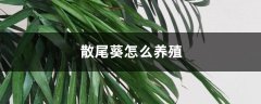 散尾葵的养殖方法和注意事项