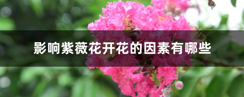 影响紫薇花开花的因素有哪些 影响紫薇花开花的因素有哪些